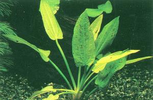 Echinodorus Fox Tail